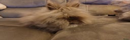 Lionhead rabbits for sale: Lionhead does - Advert 2