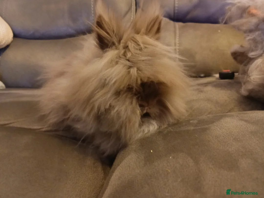 Lionhead rabbits for sale: Lionhead does - Advert 2