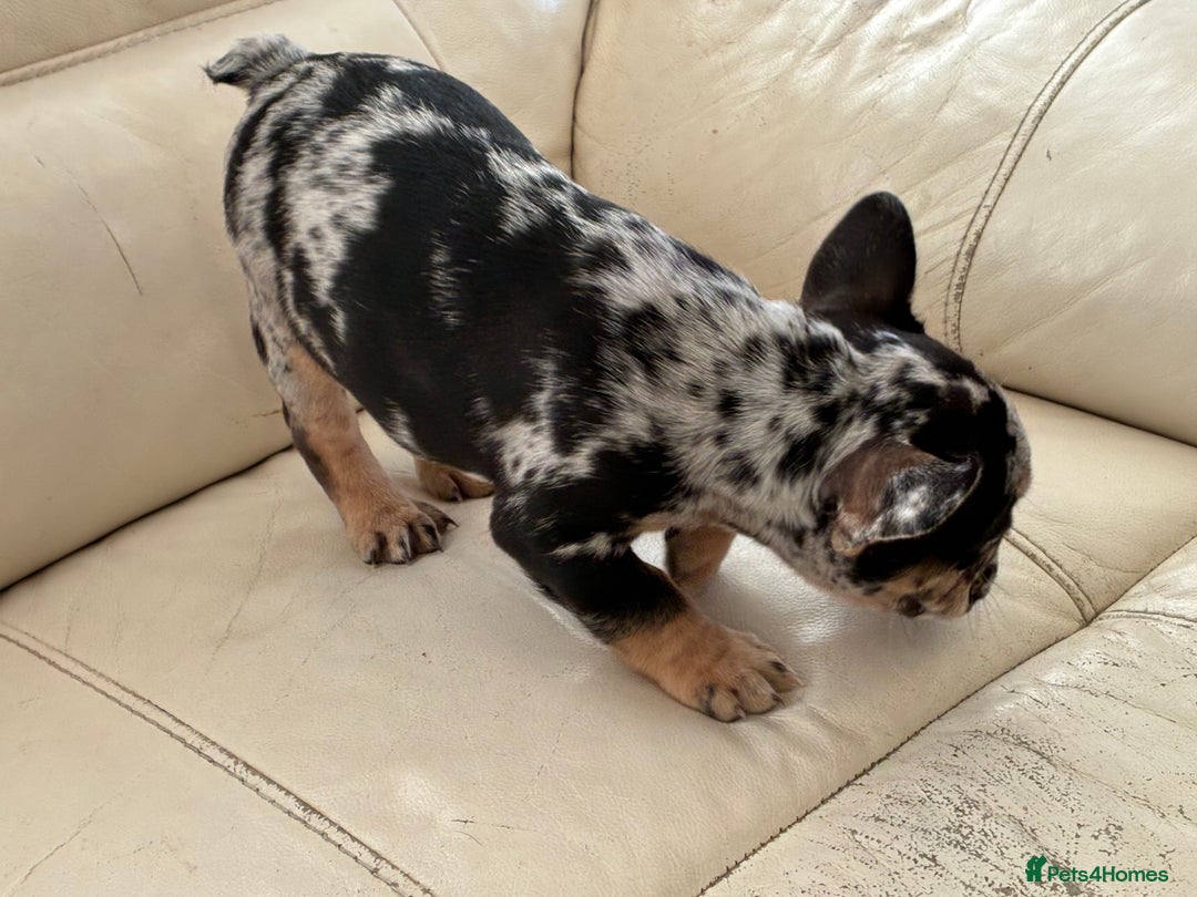 French Bulldog dogs for sale: French bulldog - Advert 7