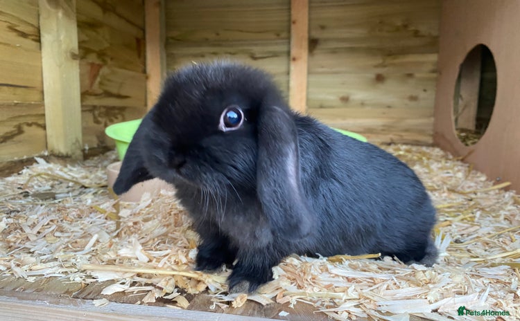 Mini Lop rabbits - Advert 3