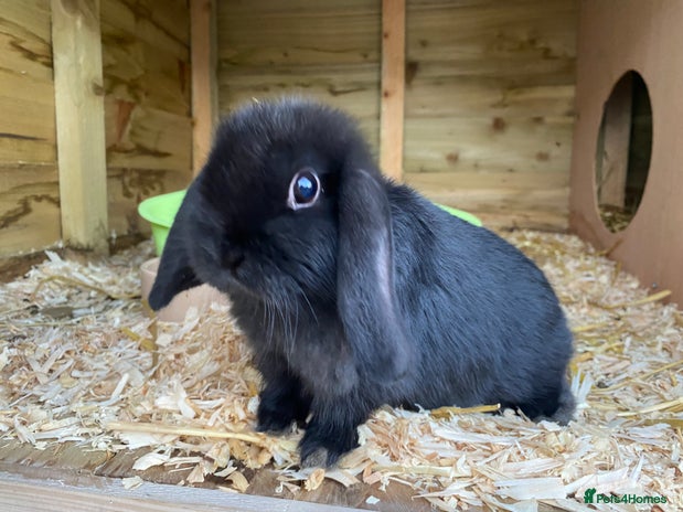 Mini Lop rabbits - Advert 3