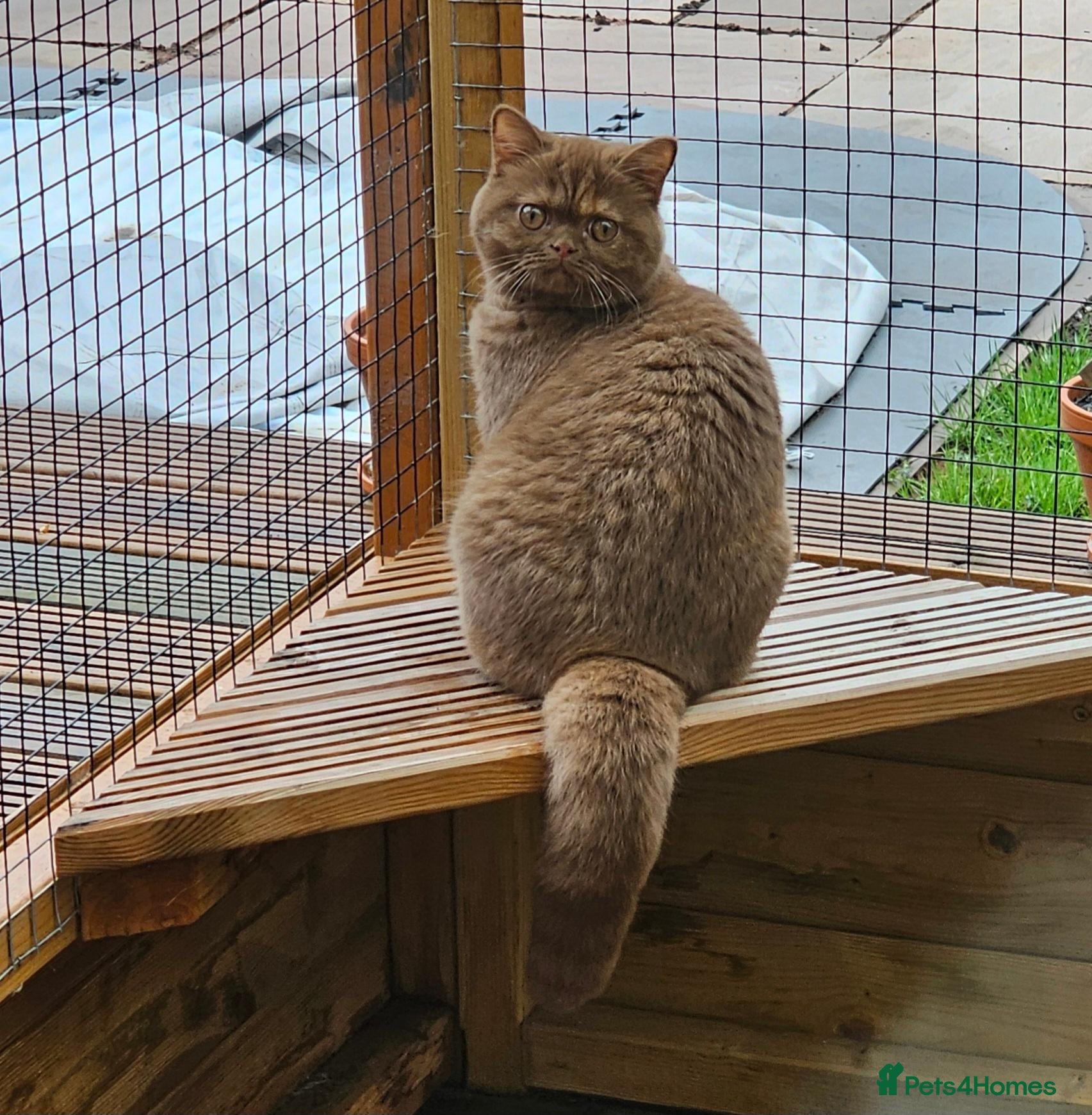 British Shorthair cats GCCF Cinnamon Tortoiseshell champion line readynow - Advert 6