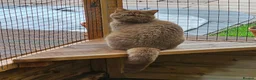 British Shorthair cats for sale: GCCF Cinnamon Tortoiseshell champion line readynow - Advert 2
