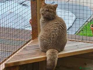 British Shorthair cats GCCF Cinnamon Tortoiseshell champion line readynow - Advert 6
