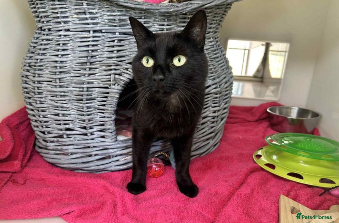 Domestic Shorthair cats for adoption: Ruby  - Image 1