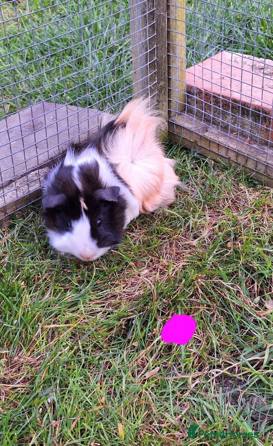 Guinea Pig rodents Male and female guinea pigs for sale  - Advert 13