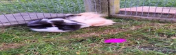 Guinea Pig rodents for sale: Male and female guinea pigs for sale  - Advert 1