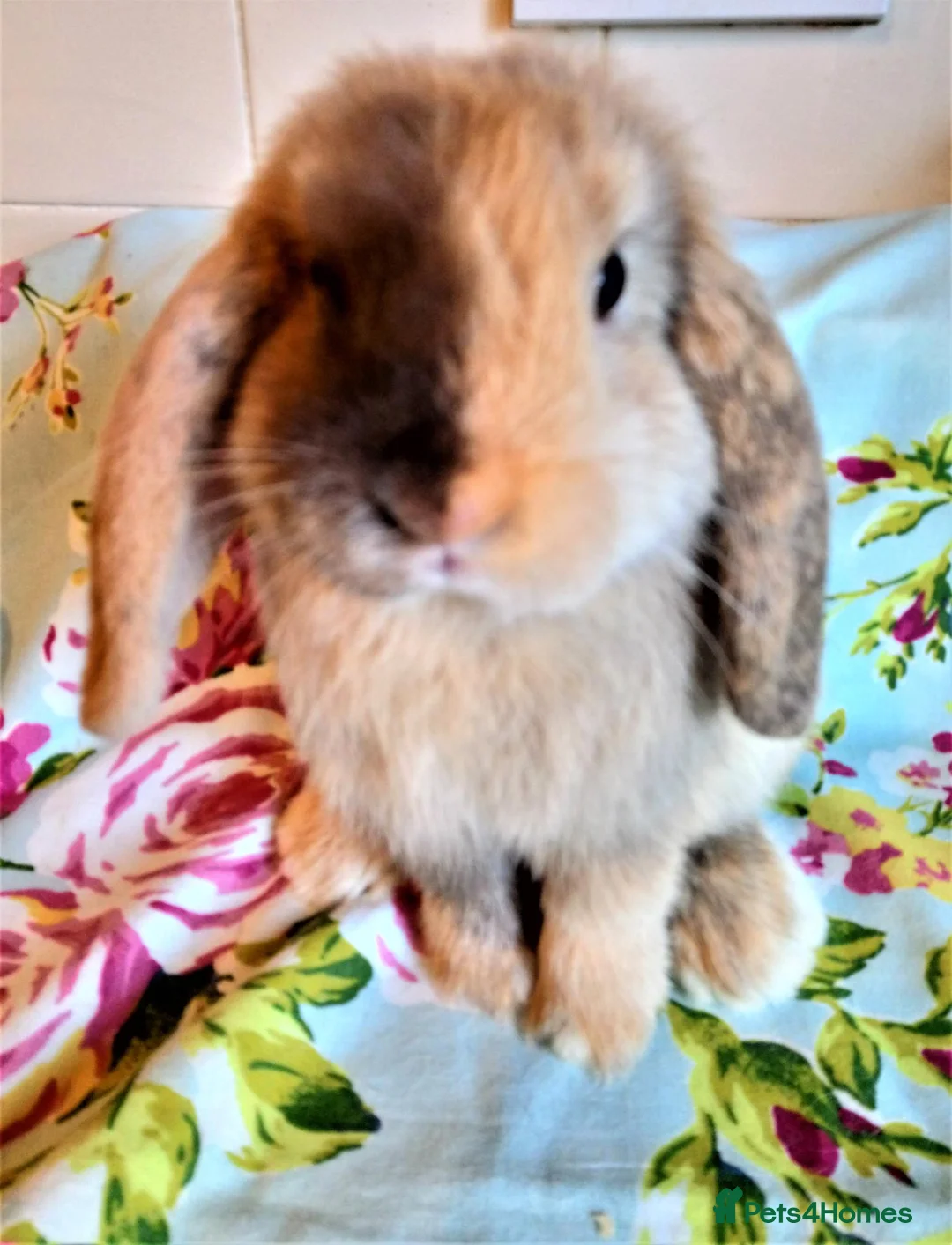 Mini Lop rabbits for sale: Pedigree Mini Lops in Tamworth - Advert 2