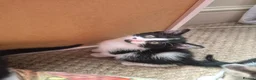 Mixed Breed cats for sale: Kittens - Advert 2