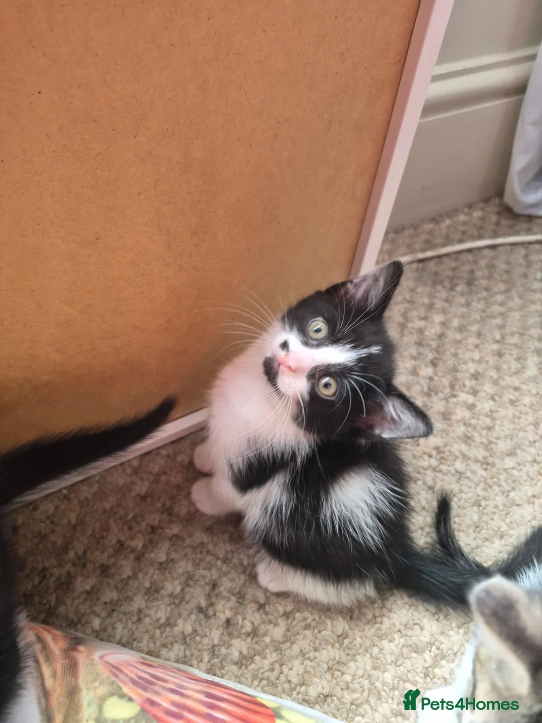 Mixed Breed cats for sale: Kittens - Advert 2