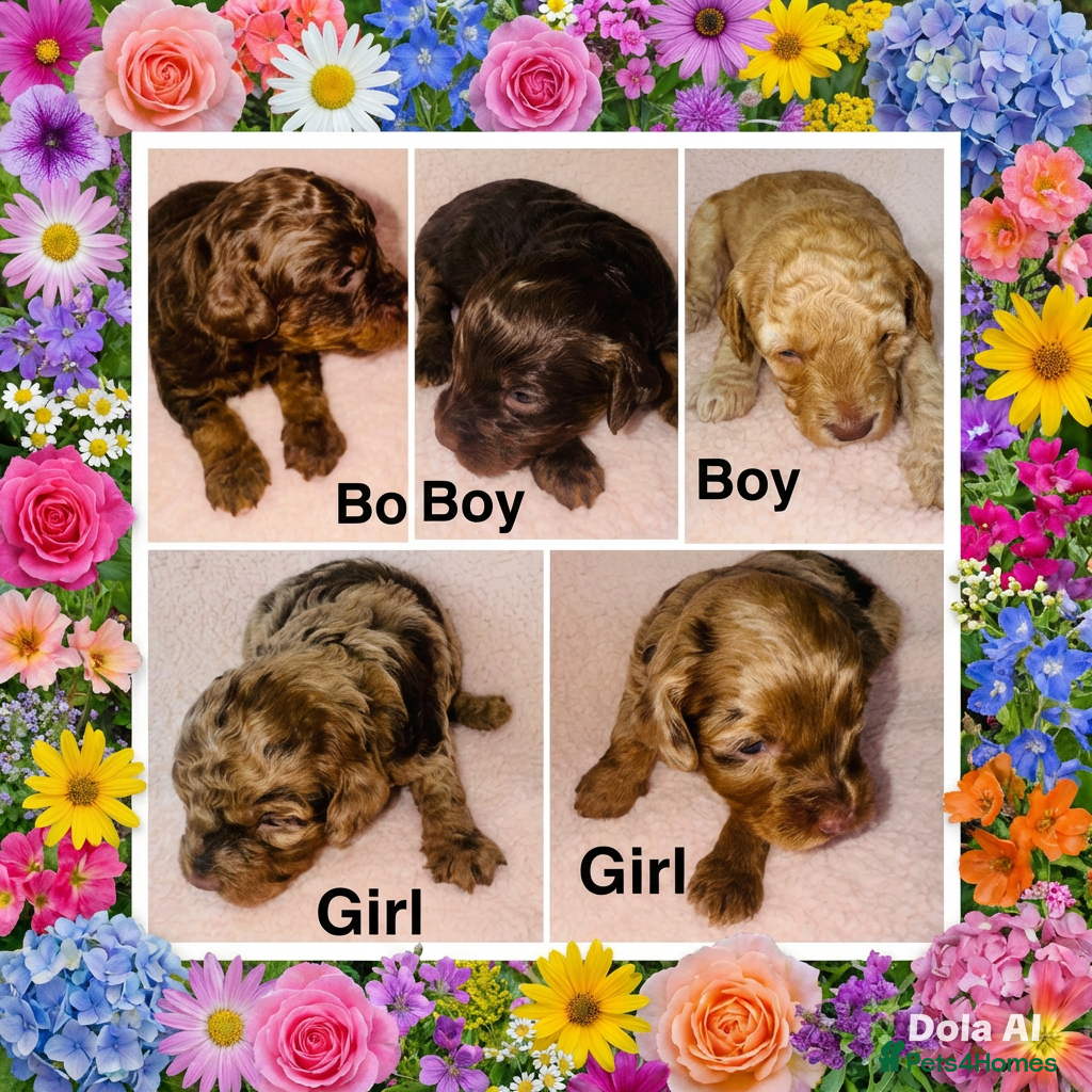 Cockapoo dogs DNA TESTED, Beautiful Cockapoos, Ready 6th May  - Advert 17