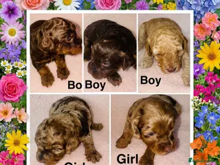 Cockapoo dogs DNA TESTED, Beautiful Cockapoos, Ready 6th May - Advert 17