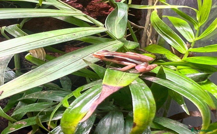 Frog reptiles - Advert 2