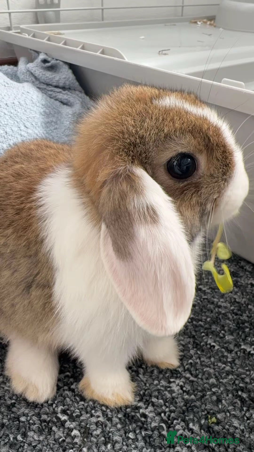 Mini Lop rabbits Mini Lob Rabbit - Advert 1