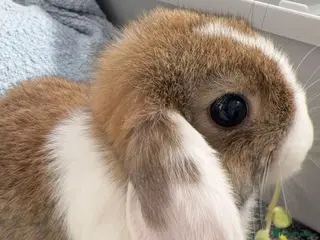 Mini Lop rabbits Mini Lob Rabbit - Advert 1