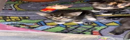 Mixed Breed cats for sale: Female kittens for sale  - Advert 7