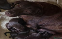 Cockerdor dogs for sale: F1 cockerdor puppies , cocker x labrador  - Image 23