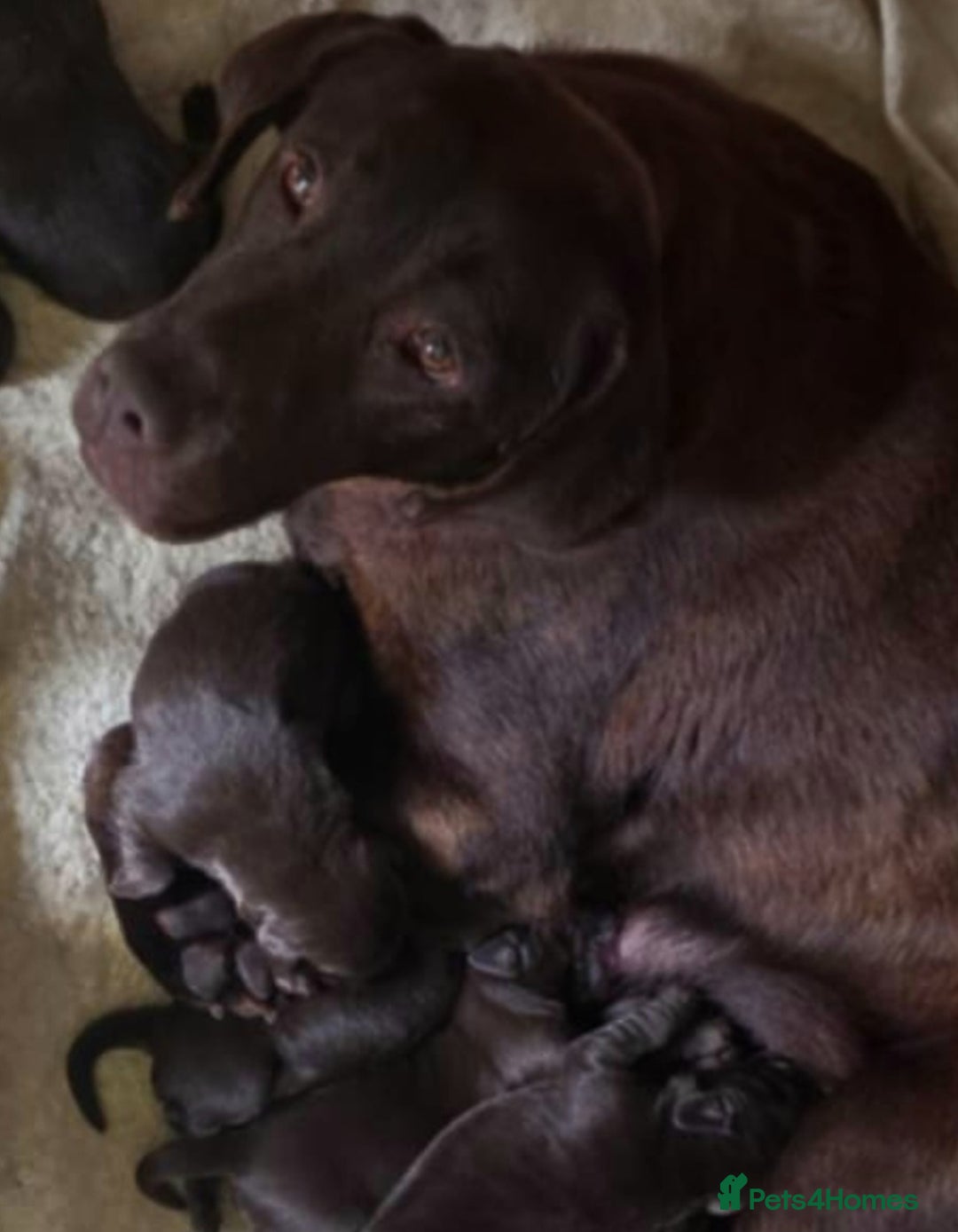 Cockerdor dogs for sale: F1 cockerdor puppies , cocker x labrador  - Image 23