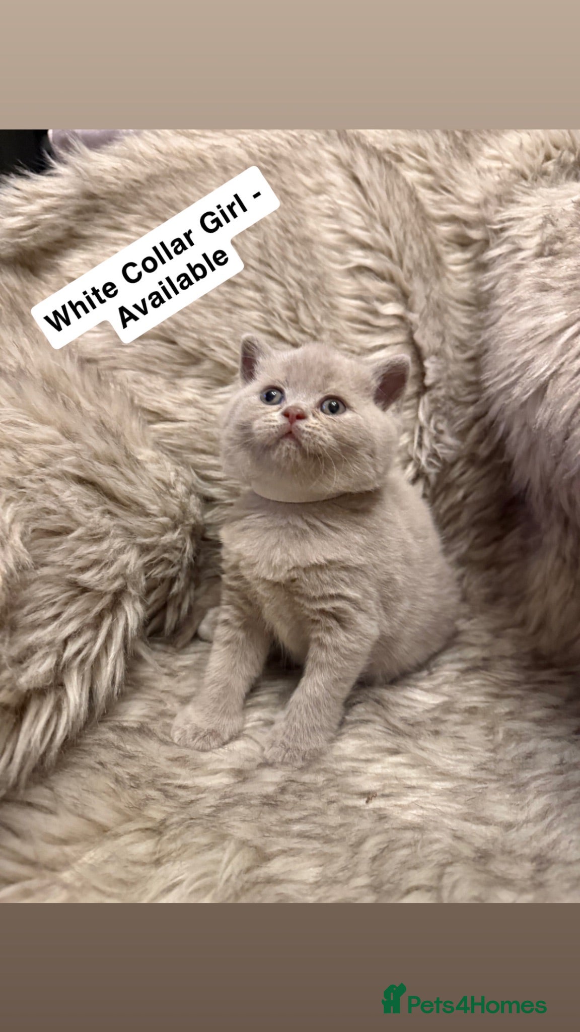 British Shorthair cats Supreme Champion Line British Shorthair Kittens - Advert 2