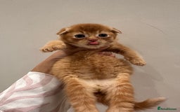 Scottish Fold cats for sale: Scottish fold male kittens available  - Image 19