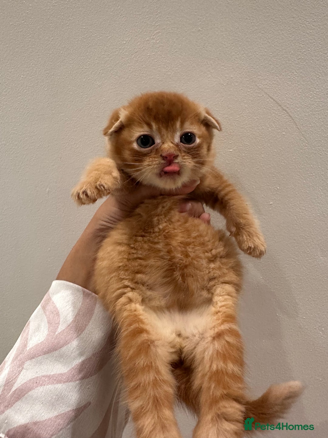 Scottish Fold cats for sale: Scottish fold male kittens available  - Image 19