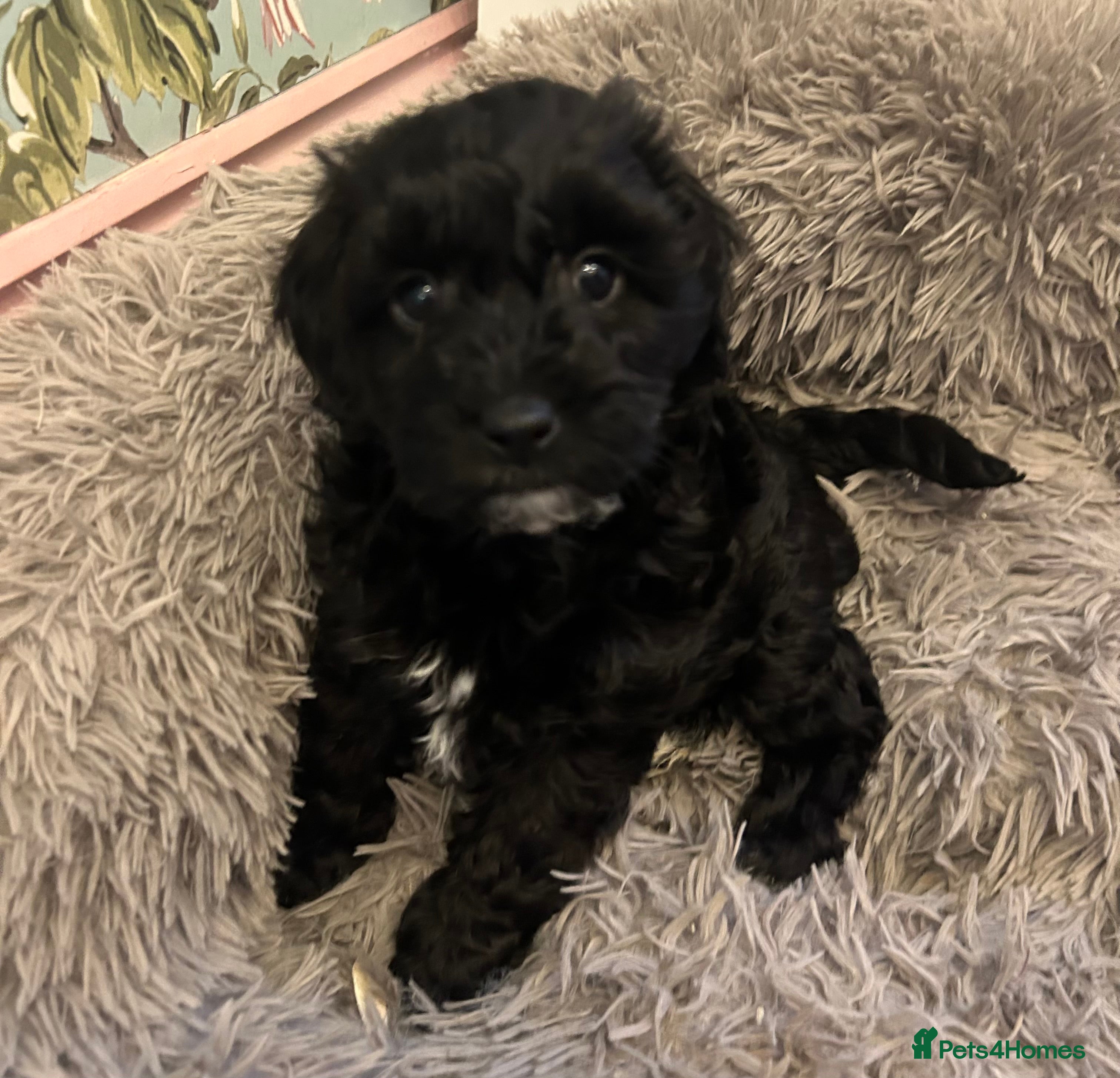 Toy Poodle dogs READY THIS WEEKEND Beautiful Toy poodle girls - Advert 17