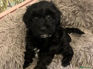 Toy Poodle dogs READY THIS WEEKEND Beautiful Toy poodle girls - Advert 17