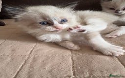 Ragdoll cats for sale: Gorgeous ragdoll kittens - Image 2