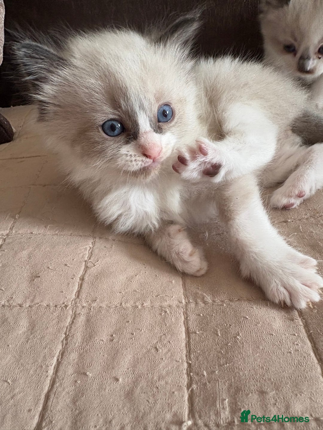 Ragdoll cats for sale: Gorgeous ragdoll kittens - Image 2