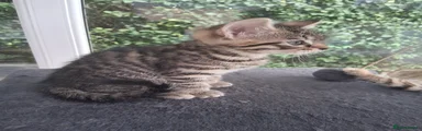 Toyger male 3