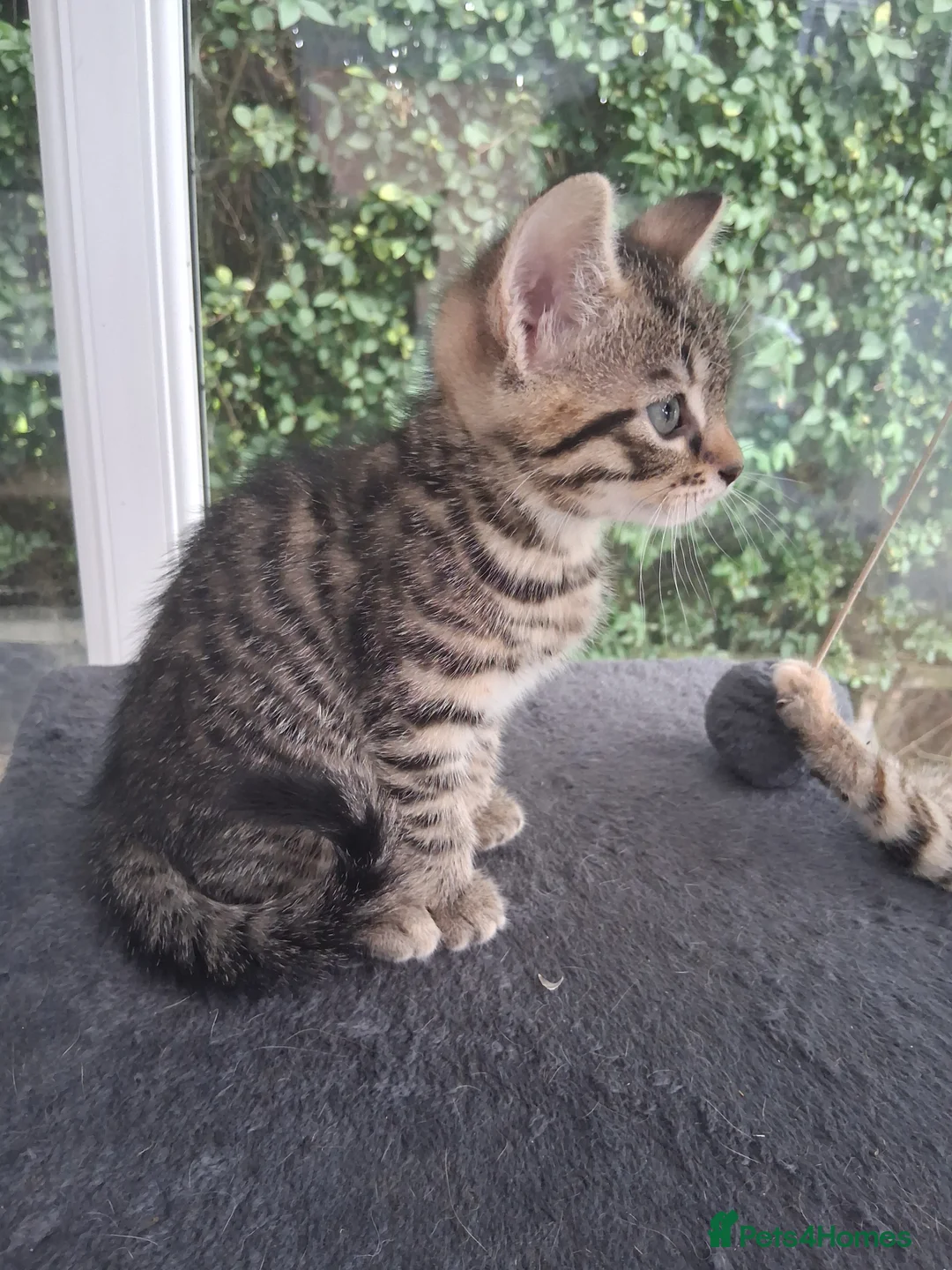 Mixed Breed cats for sale: Stunning Toyger striped tabbies 😻 - Advert 2