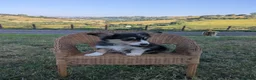Mixed Breed dogs for sale: Welsh Corgi x Collie puppies - Advert 4