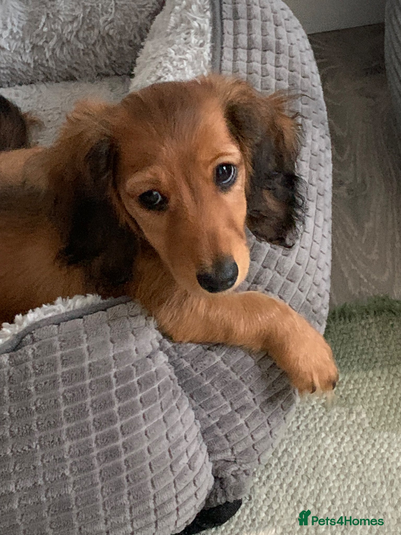 Dachshund dogs for sale: Last 2 Miniature longhaired dachshund Puppies - Advert 3
