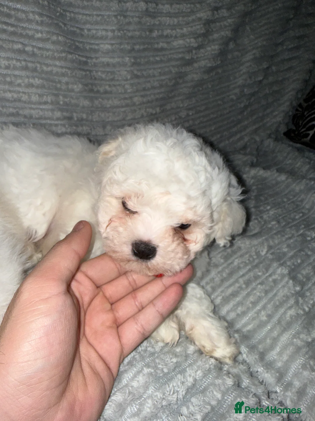 Bichon Frise dogs for sale: 2little bichon frise looking for a new home❤️🩷💚 - Advert 13