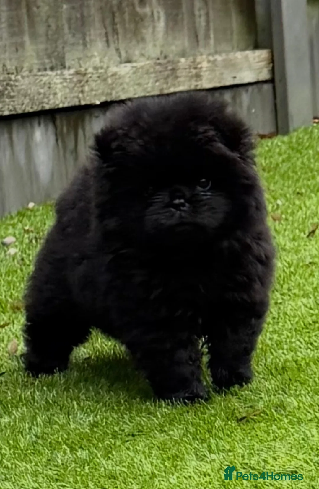 Chow Chow dogs for sale: Stunning Chow Chow One of a Kind Girl 🐶 - Advert 2