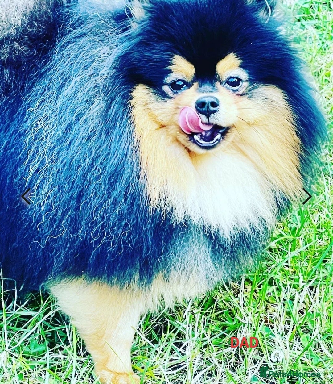 Pomeranian dogs for sale: Pomeranian girls  - Image 11
