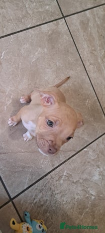 Mixed Breed dogs - Advert 4