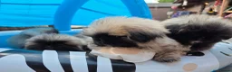Pekingese dogs for sale: KC Registered Pekingese Puppies top quality  - Advert 10