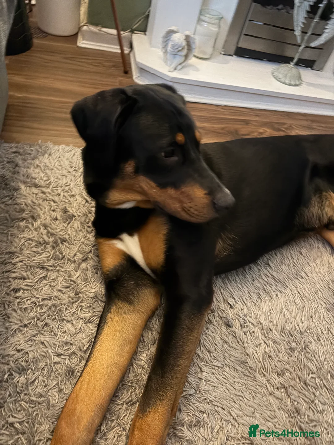 Mixed Breed dogs for sale: Bernese cross Doberman  - Advert 3