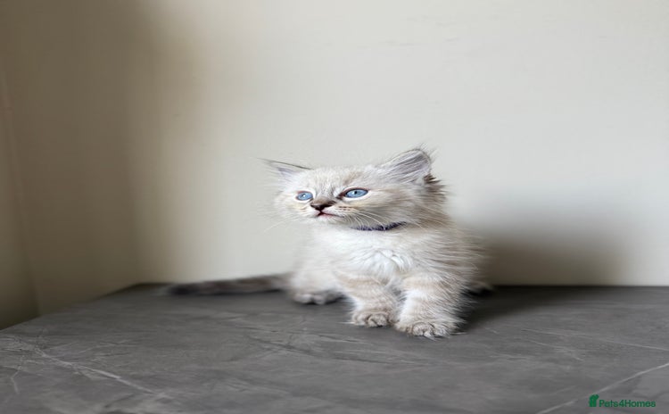Ragdoll cats - Advert 1