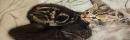 Mixed Breed cats for sale: Mixed breed kitten  - Advert 20