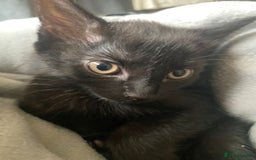 British Shorthair cats for sale: Female  - Image 1