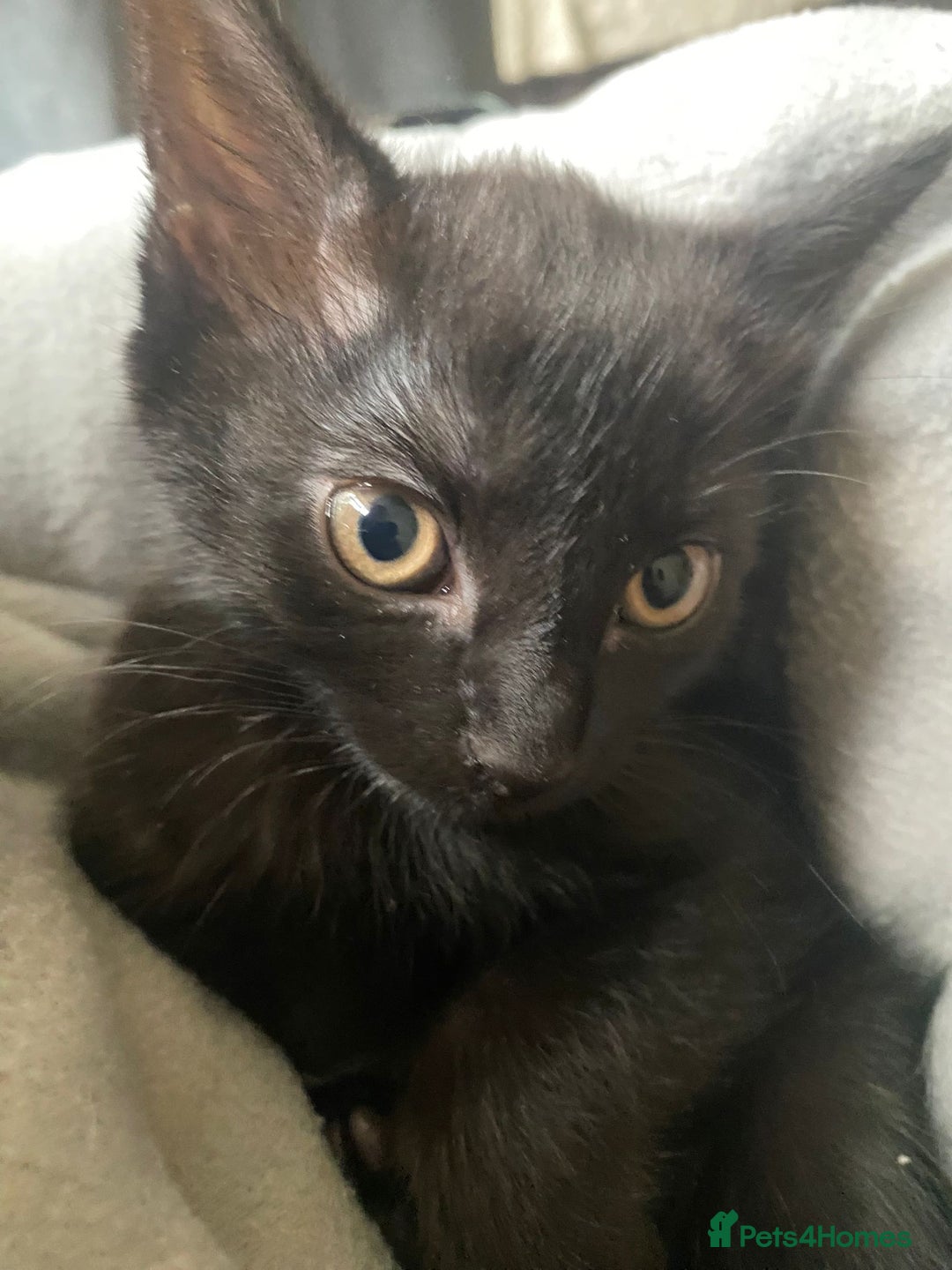 British Shorthair cats for sale: Female  - Image 1