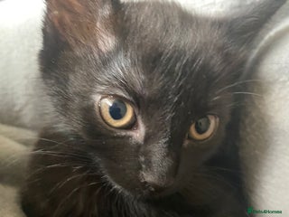 British Shorthair cats - Advert 13