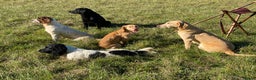 Cocker Spaniel dogs for stud: Outstanding OFTW Red Cocker, FULLY HEALTH TESTED in Bristol - Advert 20