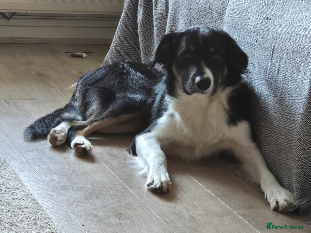 Border Collie dogs for sale: Border Collie pup - Image 2