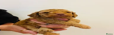 Cockapoo 2