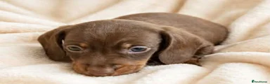 Miniature Dachshund Puppy 3