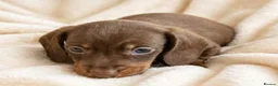 Miniature Dachshund dogs for sale: Top quality miniature dashound kc registered - Advert 2