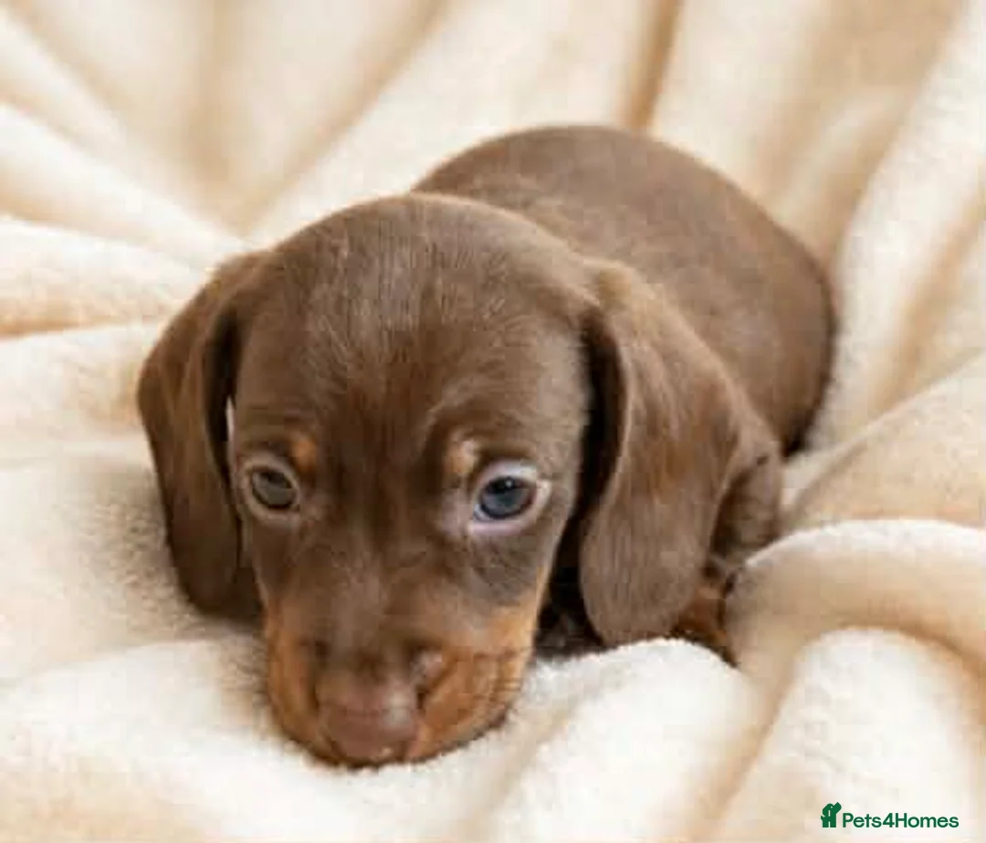 Miniature Dachshund dogs for sale: Top quality miniature dashound kc registered - Advert 2